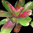 Neoregelia JS red green
