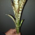 Billbergia kolan clotted cream