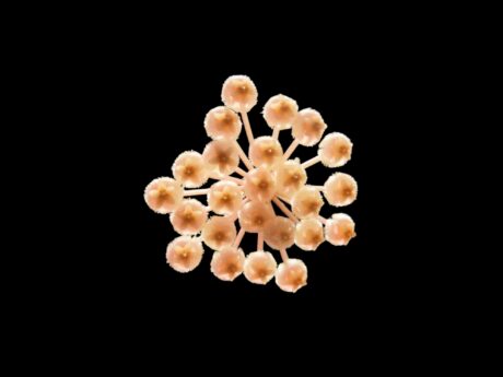 Hoya sunrise fleur