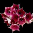huernia Macrocarpa