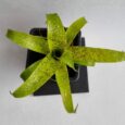 Vriesea fenestralis