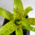 Vriesea fenestralis