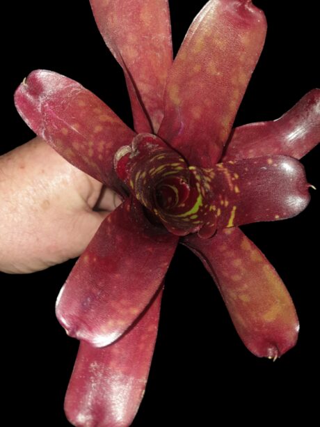 Neoregelia Inca x Fireball 1