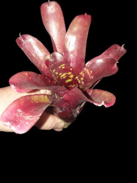 Neoregelia Inca x Fireball