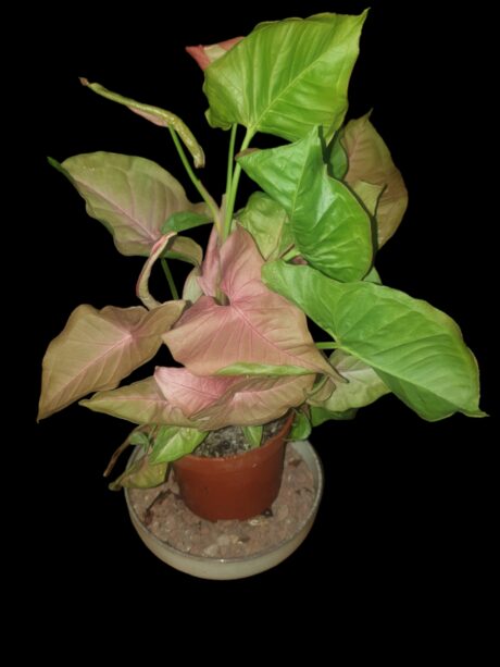 Syngonium PinkMarble 2