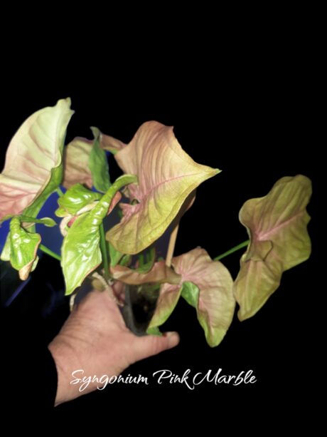Syngonium PinkMarble