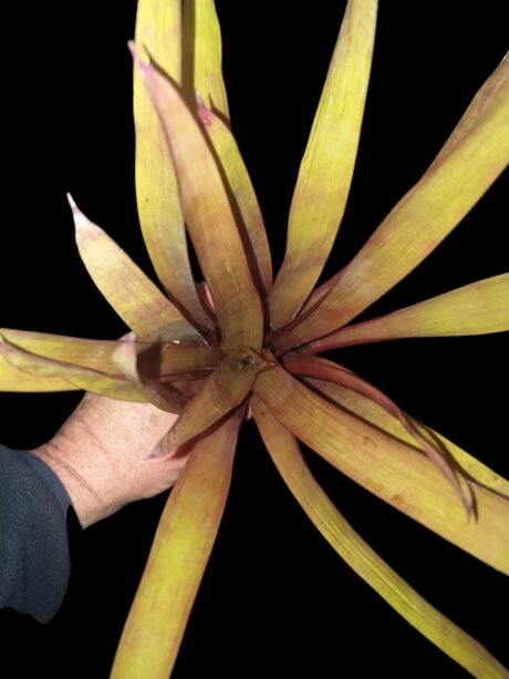 Vriesea amethystiana