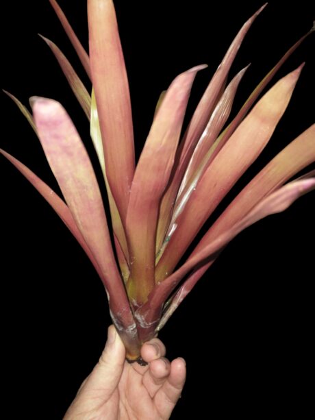 Vriesea amethystiana 1