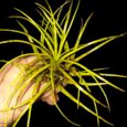 Vriesea correia araujoi