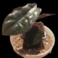 BB Alocasia chantrieri