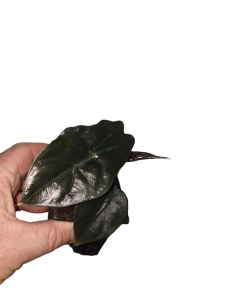 alocasia Chantrieri 3