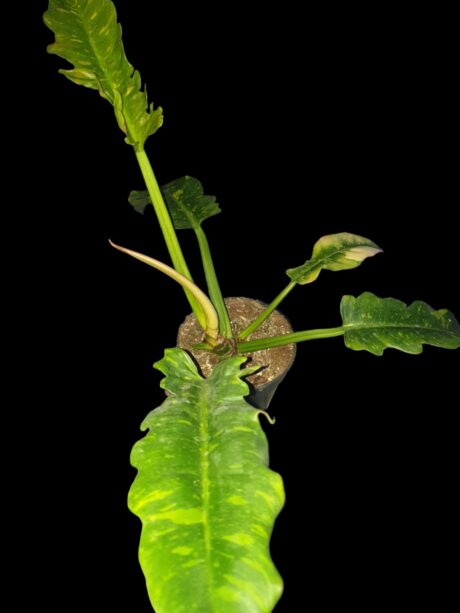 philodendron Ring of Fire. 1jpg