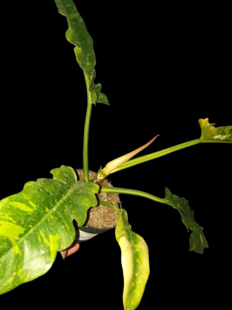 philodendron Ring of Fire. 2jpg