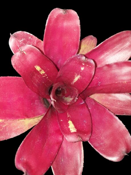 Neoregelia Bob and Grace