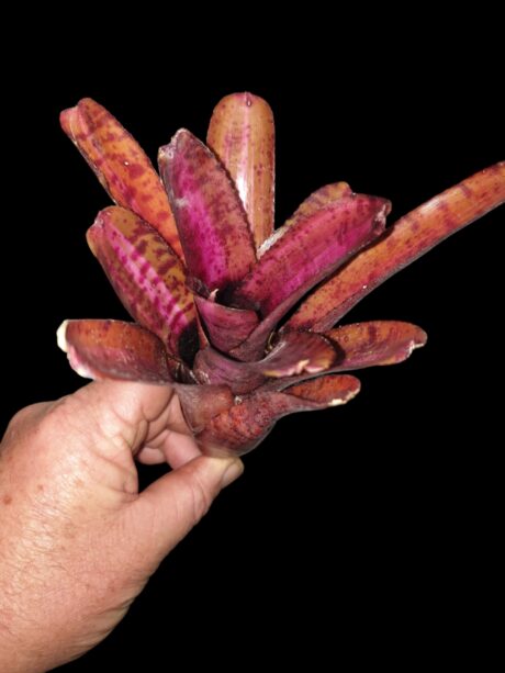 Neoregelia Star Blast 1