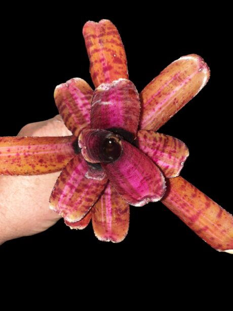Neoregelia Star Blast