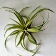 Tillandsia capitata Peach