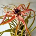 Tillandsia capitata Peach
