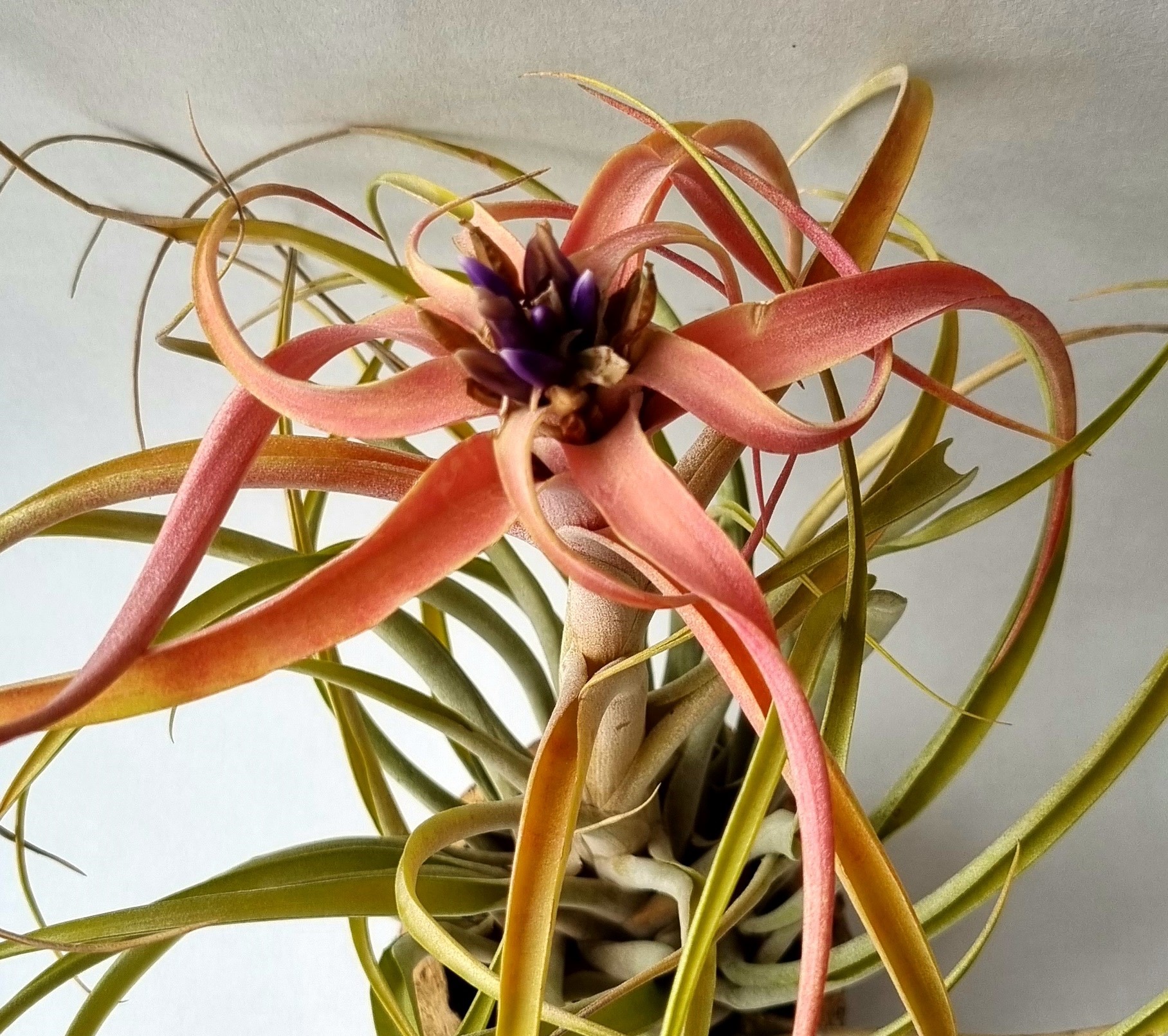 Tillandsia Capitata 'Peach' - 2 Piante Aeree Vive, Altezza 8-10 Cm - Senza Terra, Facili Da Curare, Perfette Per Composizioni E Terrari