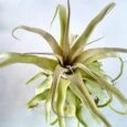 Tillandsia capitata Peach