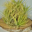 TILLANDSIA IONANTHA DRUID