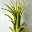 TILLANDSIA IONANTHA DRUID