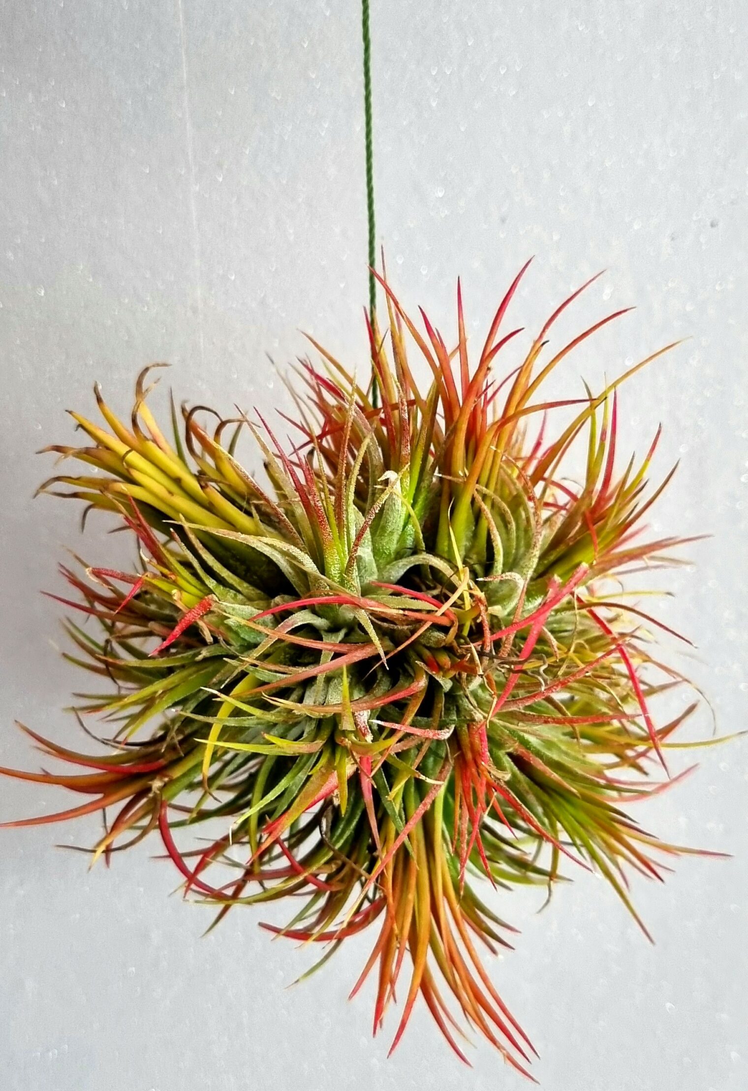 Tillandsia ionantha présenté - Terre cuite
