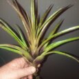 VRIESEA LUBBERSII HYBRID