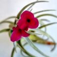 TILLANDSIA ALBERTIANA
