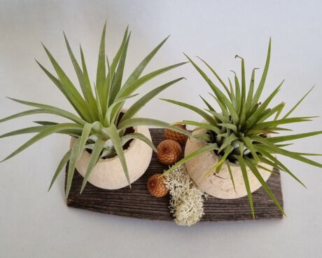 Hemobllo Lot De 4 Socles D'oursin Cache-pot - Support Pour Tillandsia (plante Aérienne), Décoration Naturelle