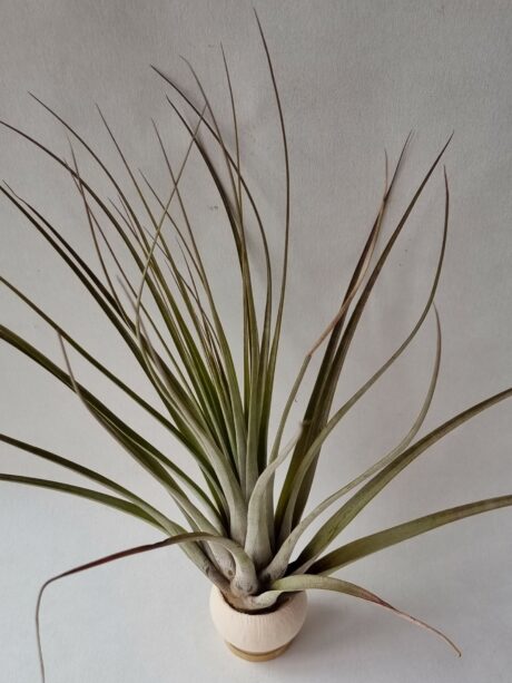 T Fasciculata XL