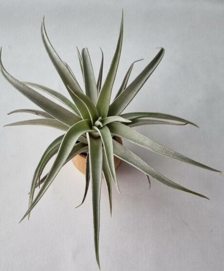 T Harrisii