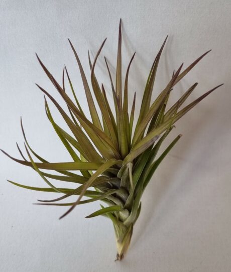 T Tenuifolia v amethyst