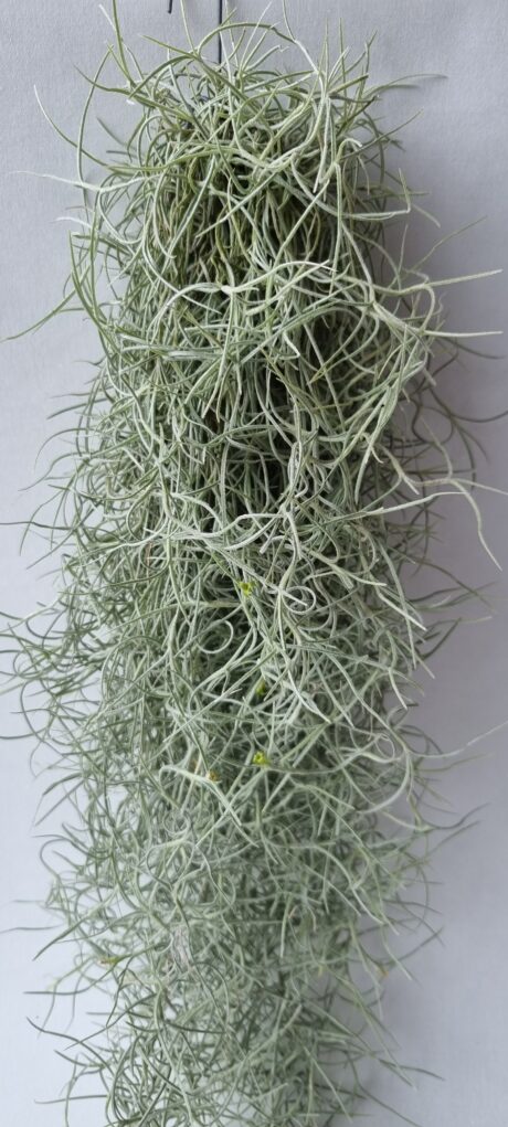 T Usneoïdes