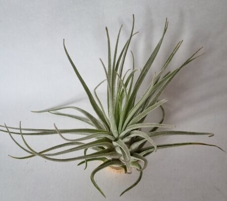 T Velickiana
