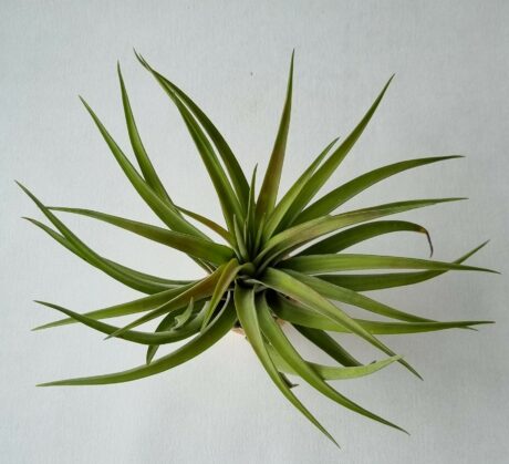T Velutina (2)