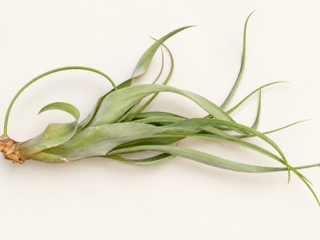 Tillandsia aux longues feuilles ruban